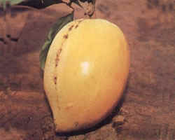 Tiessa - Philippine summer fruit, Tiessa picture courtesy of http://www.seasite.niu.edu/