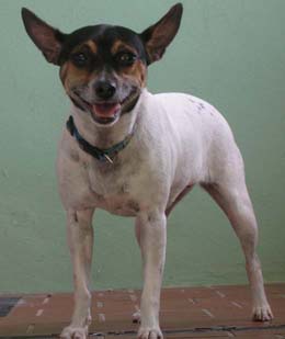 Happy My mini Fox Terrier - This is Happy a mini Fox Terrier who is 4 yrs old.She is wearing a Lupine Collarthat I sell online in my store at Walkease