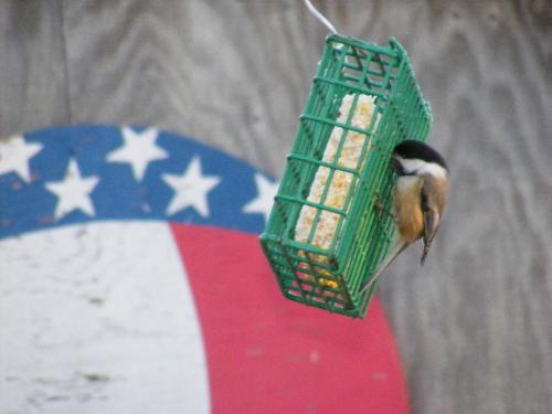 lunch time - birds do eat