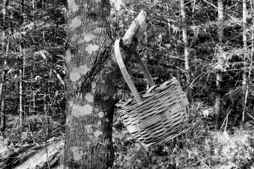 Left Behind - I found this basket hanging in the tree near our home.
