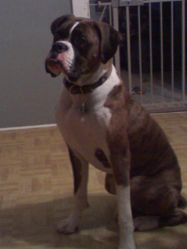 my boxer...his name is BRONX-A-MILLION - this is my boxer bronx-a-million, he is 1 year old on feb 19, 2008. he is such a clown!