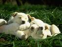 pupppy -  lovely puppy