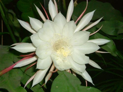 flower - beautiful flower