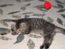 pets - tuckered out after a few minutes play...lol