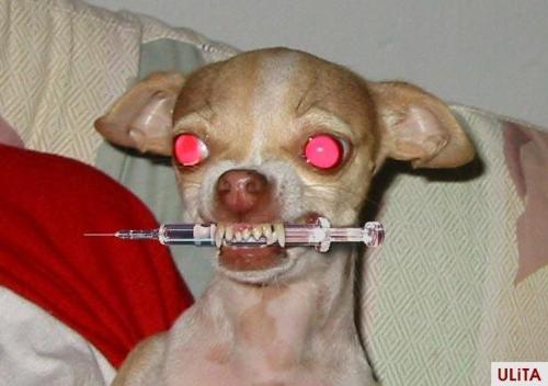 crazy chihuahua - crazy chihuahua