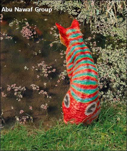 cat - nice cat
