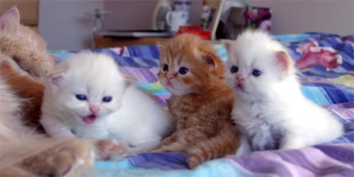cats - nice cats