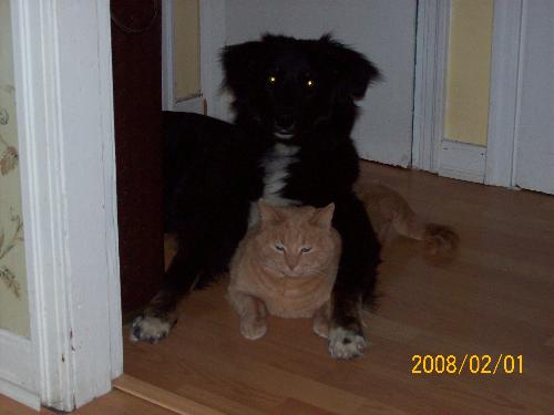 Our Pets - Tag the dog, Kitten the cat