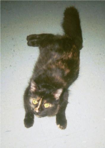 Rio - Our only REALLY long haired cat.