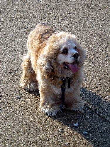 Cocker Spaniel - A photo I took of my boyfriend's Cocker Spaniel Dog on the beach.