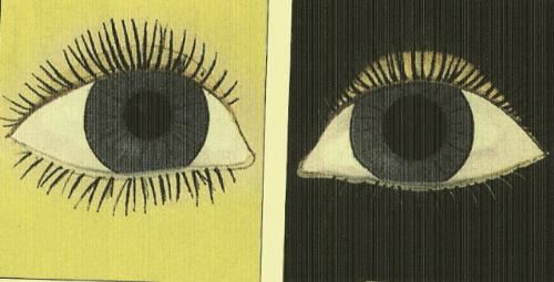 eyes - two muscles in the iris automatically adjust the size of the pupil to the level of the light.