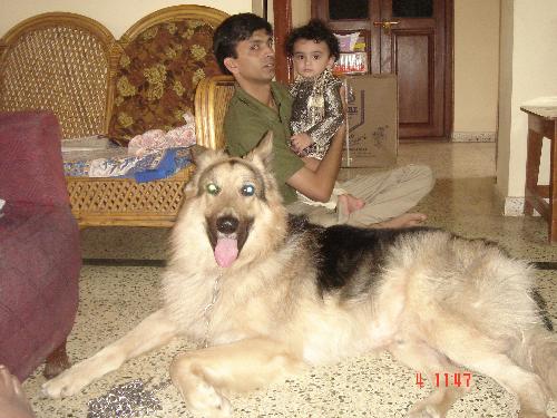am the king of the House - This is the photo of the 4 yr old german shepherd named BRUNO, which i have.