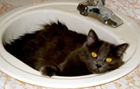 cheyenne in sink - cheyennne napping in the sink