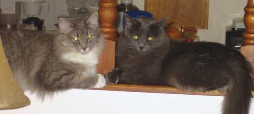 Cheyenne and shasta - cats