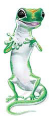 gecko lizard - talking lizard
