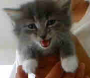 baby shasta - when she was a baby