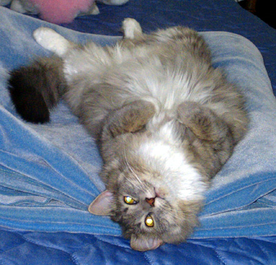 shasta napping - shasta