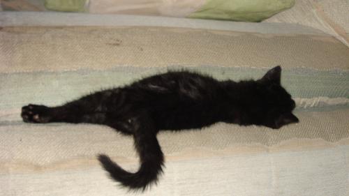 Ladies and Gents.. meet my cat! - This is Master.. master is sleeping in here but don't let his cuteness be deceiving to you. He killed my fish this morning and ate it! He's got his rangy moments, and he's being let off of punishment for good behavior now:)