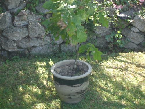 My Oak Tree - Here is my little oak tree which I'm trying to bonsai. It's doing well at the moment, and I hope it continues to do so.