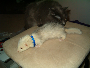 Sharky the day he came home - Sharky