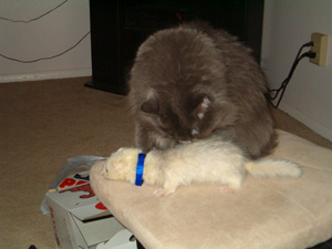 Cheyenne checking out Sharky - cheyenne and sharky
