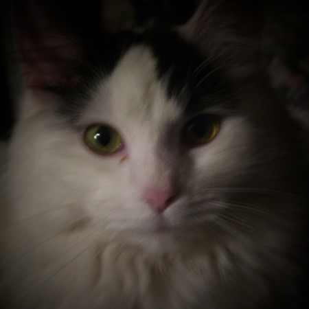 Cat - Independance - Born on the 4th of July this cats mother was dropped off on the side of the road expecting a litter of kittens. Resued and adopted by Indy's now owner's mother mother and kittens were all found loving homes.