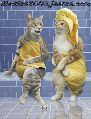 cat - cats have ashower