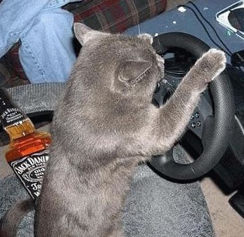cat - cat drive