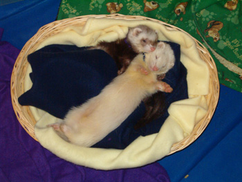 sharky and Charisse  - getting cozy