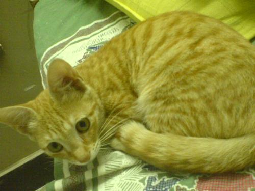 my pet kitten PAPA - This is the photo of my kitten Papa