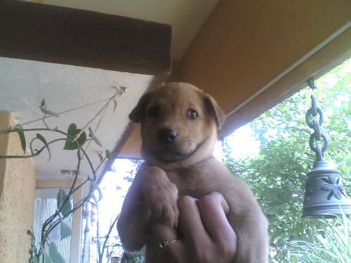 Dog - A picture of a stray dog in my neighbourhood