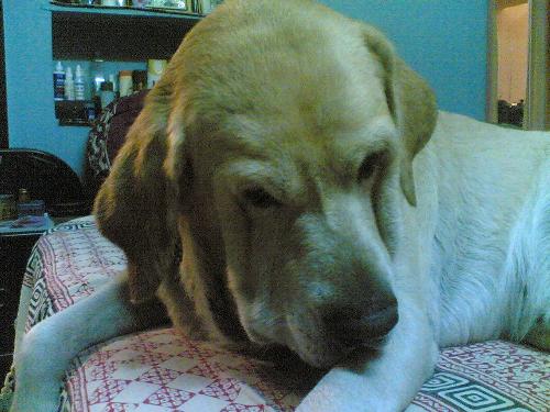 Boozo  - My dog booza isnt he cute i just love him