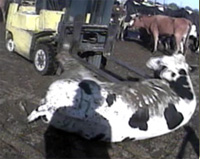 Downed Cattle in Beef Recall - A Cow is Shown Unable to Walk.