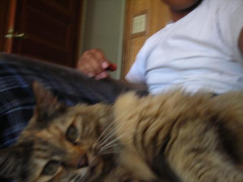 Cat!! - This is my favorite cat (=^_^=) her name is tizzy and she lives in oregon.. it's bad we can't bring her to california and see her more often...