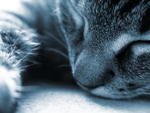 meow.. - i like cats no matter how bad they are..