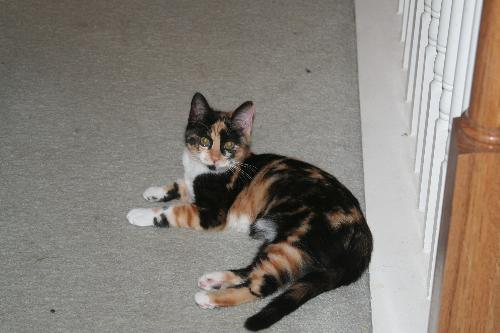 Kitty - She is so sweet and yet so sneaky to slip out the front door when you open it and come back about one or two hours. Her name is Kitty because thats what we always called her from 5 weeks old.