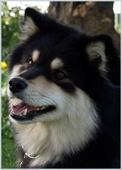 Finnish Lapphund - The Finnish Lapphund is a variation of the Spitz. 