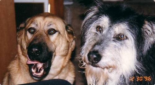 Our beloved dogs Tasha and Meishka - These two dogs have passed on but both of them lived to almost 16 years. When they passed on we had them cremated and plan to bury them in our garden and plant a shrub or tree where they are. Tasha was a Lab/Shepherd Cross...Meishka was an Irish Wolfhound/Husky Cross.