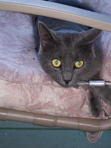 Chaka Cat - Chakra was with us for about a year..then he got out of the house and never came back. He was an unusual cat...
