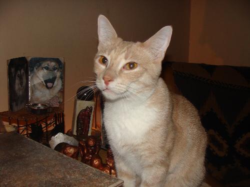 Nova in a pensive moment - This photo of our male cat Nova shortly after Tasha was put to rest. I created a little alter near my desk of Tasha and Meishka that is visible in the background. All the cats were affected by Tasha's departure. We have 5 cats and Nova is one of three males.