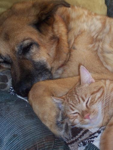 Lovebirds Tigger and Tasha - When we adopted Tigger, his twin and two other barn cats he immediately fell in love with Tasha. He loved to lie with her and went grieved her passing in January of 2008. He always had the happy grin that we captured with this photo whenever he lay beside her.