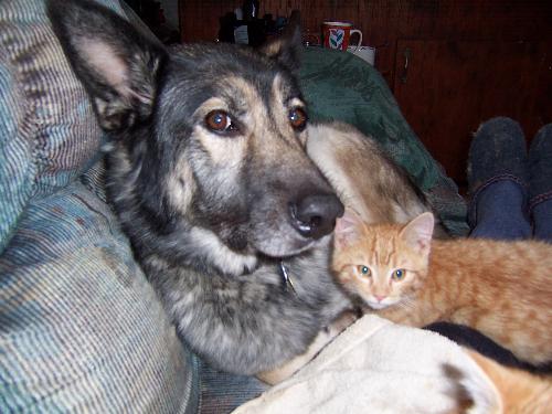 Cherokee with Tee-Tooh - Cherokee is a male Shepherd/Husky cross. This photo was taken when we brought four new kittens home after adopting them from a farm. Tee-Tooh is the twin of Tigger and he took to Cherokee immediately. All five of our cats enjoy 'Cher-Bear' as we call him because he is a big, snuggly, gentle dog as this photo shows.