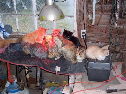 Cuddling farm cats under brooder lamp - This photo shows how our cats were living before we gave them a home. They were farm cats that had been given an infra red brooder lamp to help the young ones stay warm. We could not resist and the reason we have 5 cats with our one remaining dog.