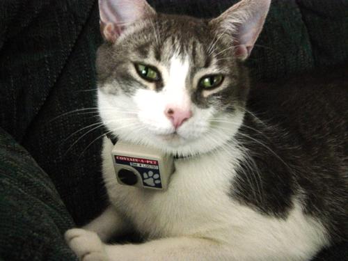 Wilbur - yes, that is his name - it's my neighbor's cat  a very long story and a very quirky cat