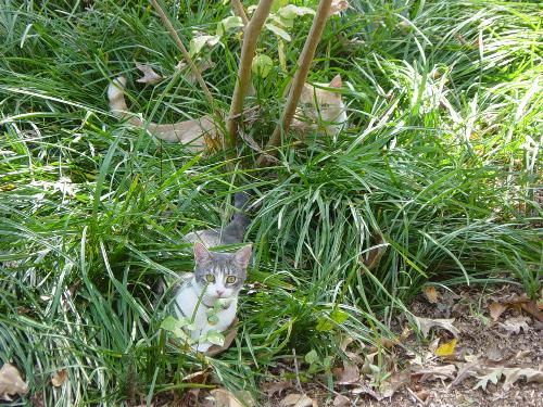 Sammy & Wilber hiding in their jungle - Sammy & Wilbur hiding in their jungle