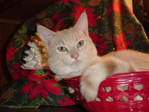 Sammy and christmas - Sammy in a red wicker christmas basket