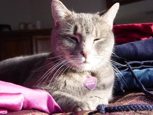 Spunk - Spunk soaking up the sun