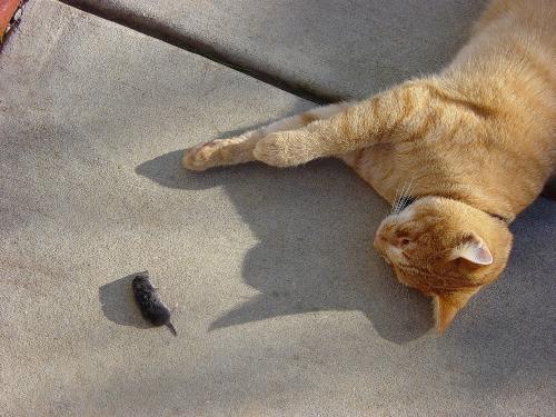 Tom and mouse - tom and mouse