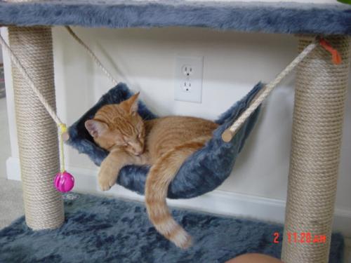Tom in hammock - tom in hammock