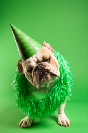 party - bulldog party hat